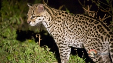 Focagem Noturna Terrestre – Fazenda San Francisco